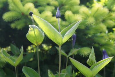 Clematis integrifolia (Solitary Clematis), bud, flower