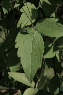 Clematis fusca (Stanavoi's Clematis), leaf, upper surface
