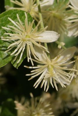 Clematis apiifolia (October Clematis), flower, full
