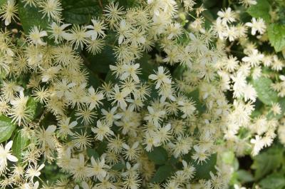 Clematis apiifolia (October Clematis), inflorescence