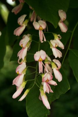 Cladrastis kentukea 'Rosea' (Pink-flowered Yellowwood), inflorescence