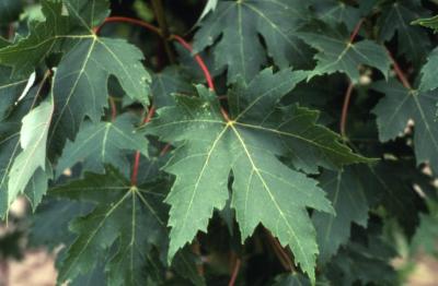 Acer saccharinum (silver maple), leaves