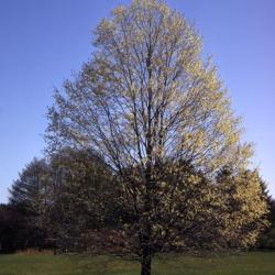 Acer saccharum (sugar maple), habit, spring