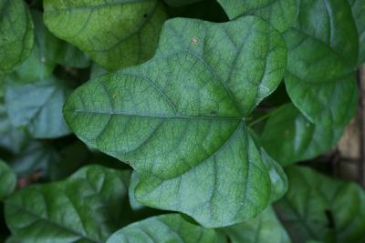 Cocculus carolinus (Snailseed), leaf, upper surface