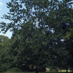 Acer saccharinum (silver maple), habit
