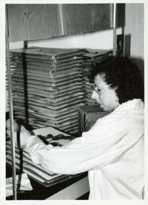 Kim Allen drying a plant specimen in the Herbarium