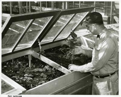 Closeup of Roy Nordine working in greenhouse