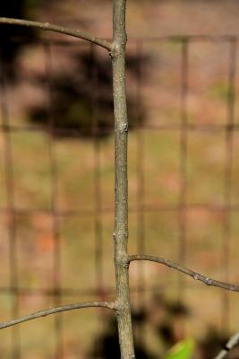 Chionanthus virginicus (Fringe Tree), bark, twig