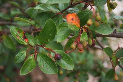 Cotoneaster acutifolius (Peking Cotoneaster), fruit, immature