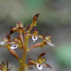 Corallorhiza maculata (Spotted Coral-root), flower, full