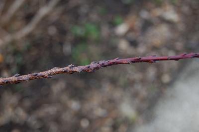Cotinus coggygria 'Royal Purple' (Royal Purple Eurasian Smoke Tree), bark, twig