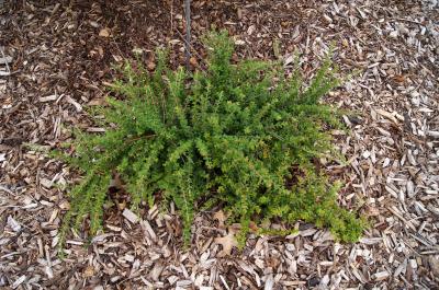 Cotoneaster conspicuus var. decorus (Wintergreen Cotoneaster), habit, summer