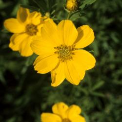Coreopsis palmata (Prairie Coreopsis), flower, throat