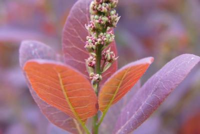 Cotinus coggygria 'Royal Purple' (Royal Purple Eurasian Smoke Tree), bud, flower