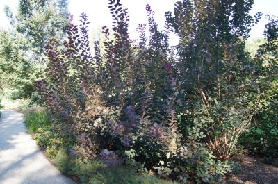 Cotinus coggygria 'Royal Purple' (Royal Purple Eurasian Smoke Tree), habit, fall