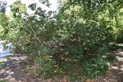 Cotinus coggygria 'Notcutt's Variety' (Notcutt's Eurasian Smoke Tree), habit, fall