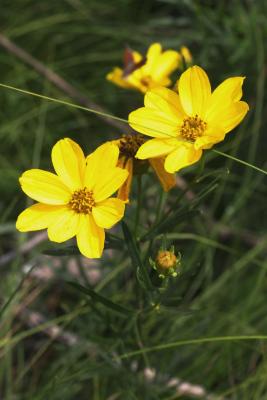 Coreopsis palmata (Prairie Coreopsis), flower, full