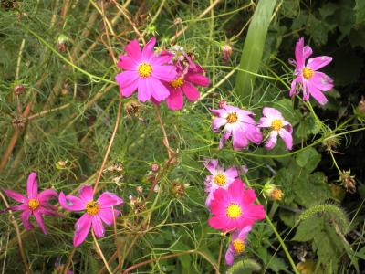 Cosmos bipinnatus (Garden Cosmos), flower, full
