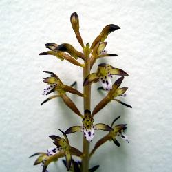 Corallorhiza maculata (Spotted Coral-root), inflorescence