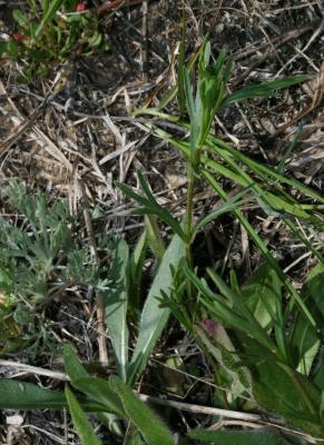 Coreopsis palmata (Prairie Coreopsis), habit, spring
