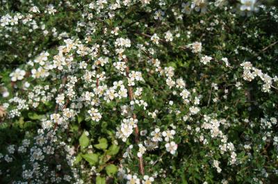 Cotoneaster apiculatus 'Blackburn' (Blackburn Cranberry Cotoneaster), inflorescence