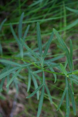 Coreopsis palmata (Prairie Coreopsis), leaf, upper surface