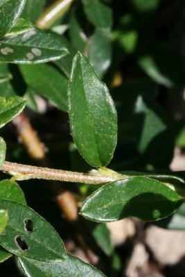 Cotoneaster apiculatus 'Blackburn' (Blackburn Cranberry Cotoneaster), leaf, summer, leaf, upper surface