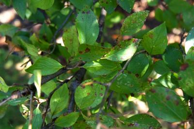 Cotoneaster acutifolius (Peking Cotoneaster), leaf, fall