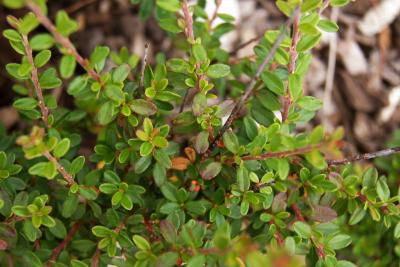 Cotoneaster conspicuus var. decorus (Wintergreen Cotoneaster), leaf, summer
