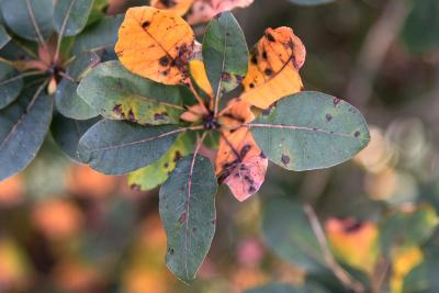 Cotinus coggygria 'Notcutt's Variety' (Notcutt's Eurasian Smoke Tree), leaf, fall