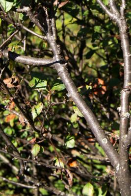 Cotoneaster acutifolius (Peking Cotoneaster), bark, branch