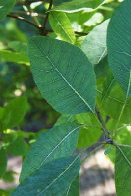 Cotinus obovatus (American Smoke Tree), leaf, summer