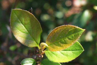 Cotoneaster acutifolius (Peking Cotoneaster), leaf, young