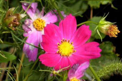 Cosmos bipinnatus (Garden Cosmos), flower, full