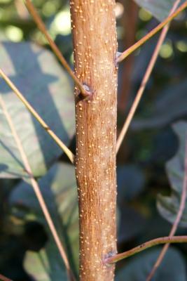 Cotinus coggygria 'Royal Purple' (Royal Purple Eurasian Smoke Tree), bark, branch