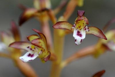 Corallorhiza maculata (Spotted Coral-root), flower, throat