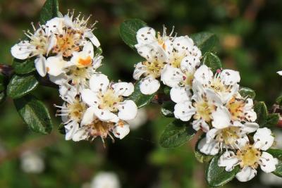 Cotoneaster apiculatus 'Blackburn' (Blackburn Cranberry Cotoneaster), flower, full