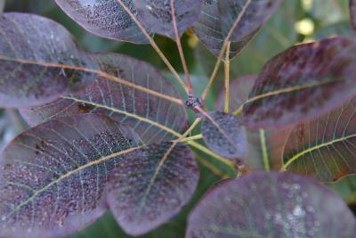 Cotinus coggygria 'Royal Purple' (Royal Purple Eurasian Smoke Tree), bud, terminal
