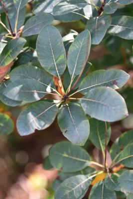 Cotinus coggygria 'Notcutt's Variety' (Notcutt's Eurasian Smoke Tree), leaf, fall