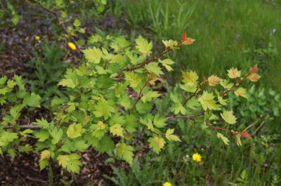Crataegus calycina subsp. curvisepala (Hawthorn), leaf, spring