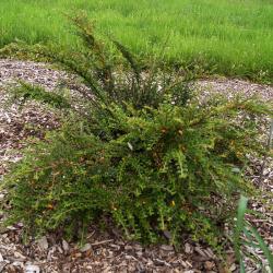 Cotoneaster horizontalis var. perpusillus (Ground Cotoneaster), habit, summer