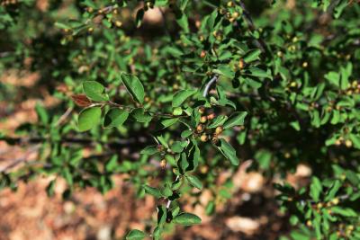 Cotoneaster zabelii (Zabel's Cotoneaster), fruit, immature