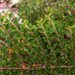 Cotoneaster horizontalis var. perpusillus (Ground Cotoneaster), leaf, summer