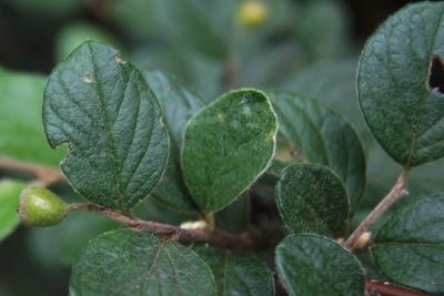 Cotoneaster dielsianus (Diels Cotoneaster), leaf, summer