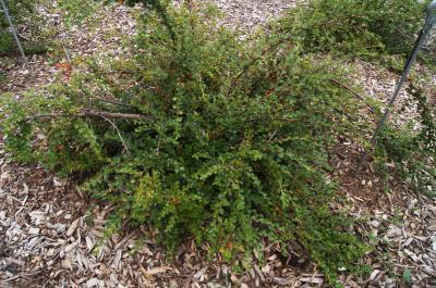 Cotoneaster horizontalis (Rock Cotoneaster), habit, summer