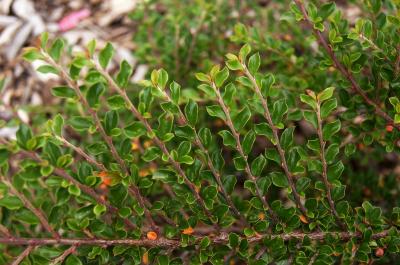 Cotoneaster horizontalis var. perpusillus (Ground Cotoneaster), leaf, summer