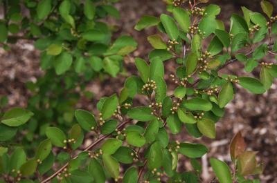 Cotoneaster zabelii (Zabel's Cotoneaster), bud, flower