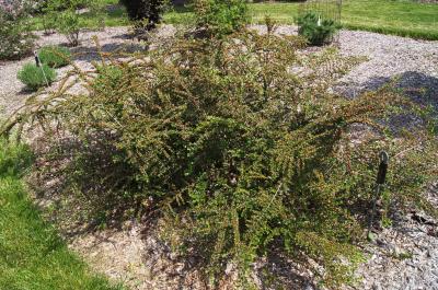 Cotoneaster horizontalis (Rock Cotoneaster), habit, spring