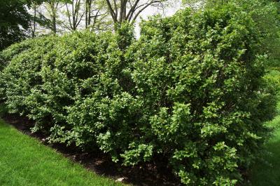 Cotoneaster lucidus (Hedge Cotoneaster), habit, spring