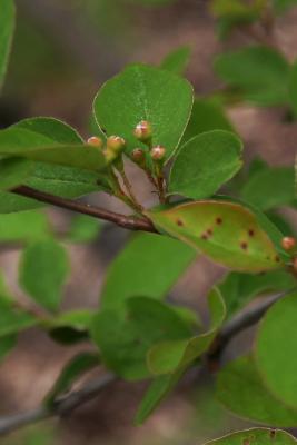 Cotoneaster multiflorus var. calocarpus (Showy Cotoneaster), bud, flower